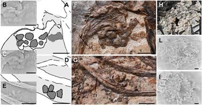 Investigating Possible Gastroliths in a Referred Specimen of Bohaiornis guoi (Aves: Enantiornithes)